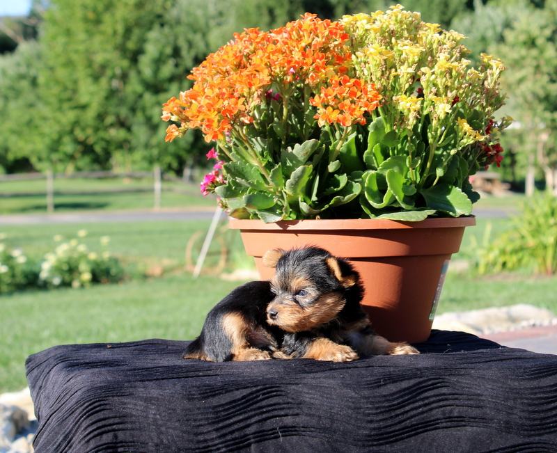 puppy, for, sale, Yorkshire Terrier, Matthew B. Stoltzfus, dog, breeder, Gap, PA, dog-breeder, puppy-for-sale, forsale, nearby, find, puppyfind, locator, puppylocator, aca